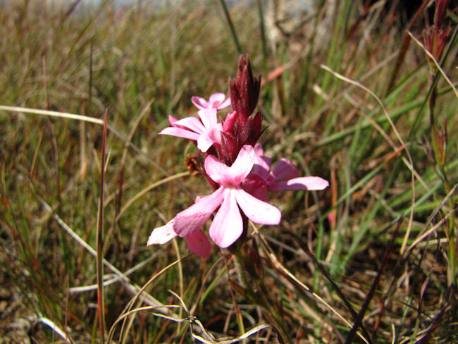 Striga bilabiata